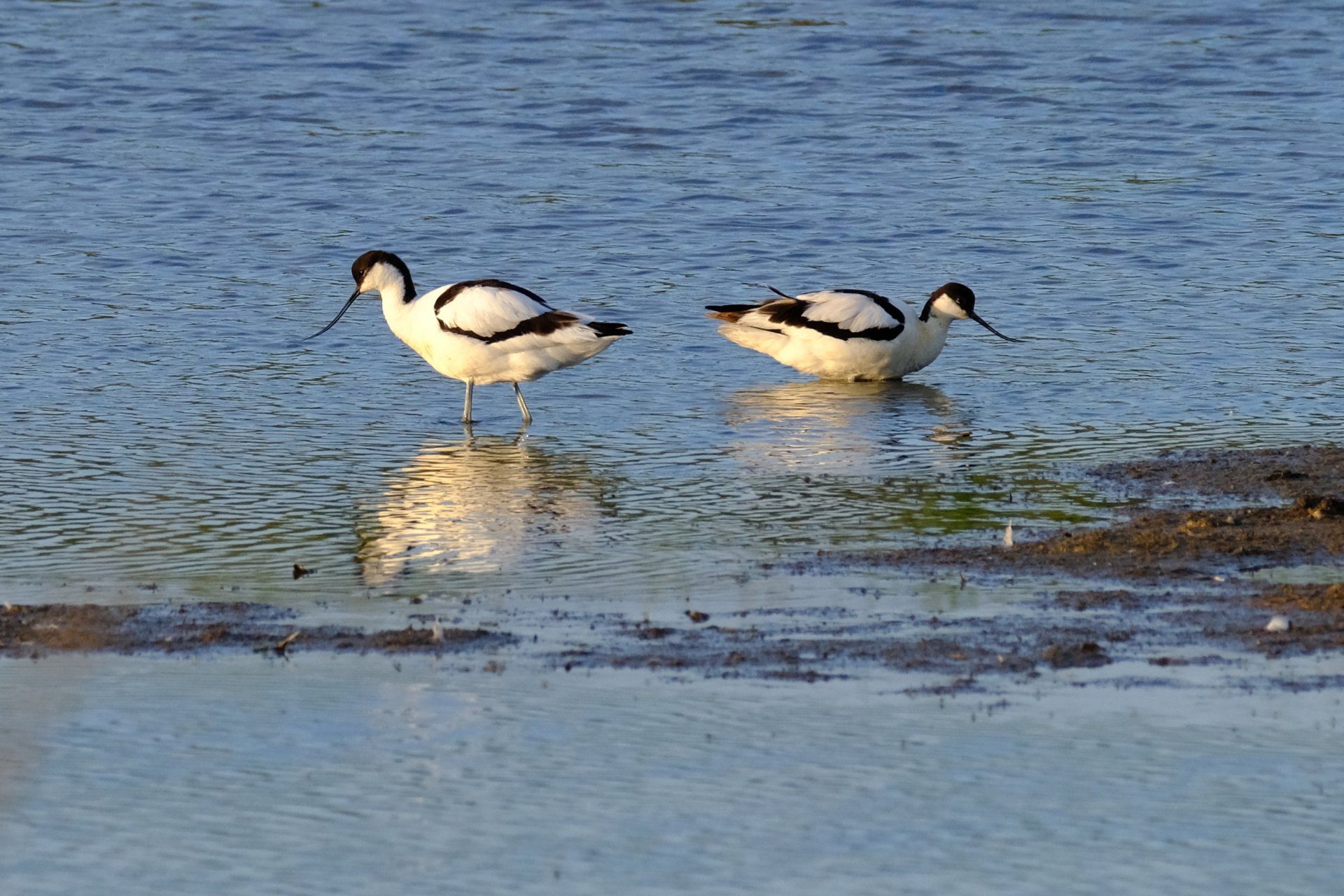 a pair of avocets feeding at the waters edge