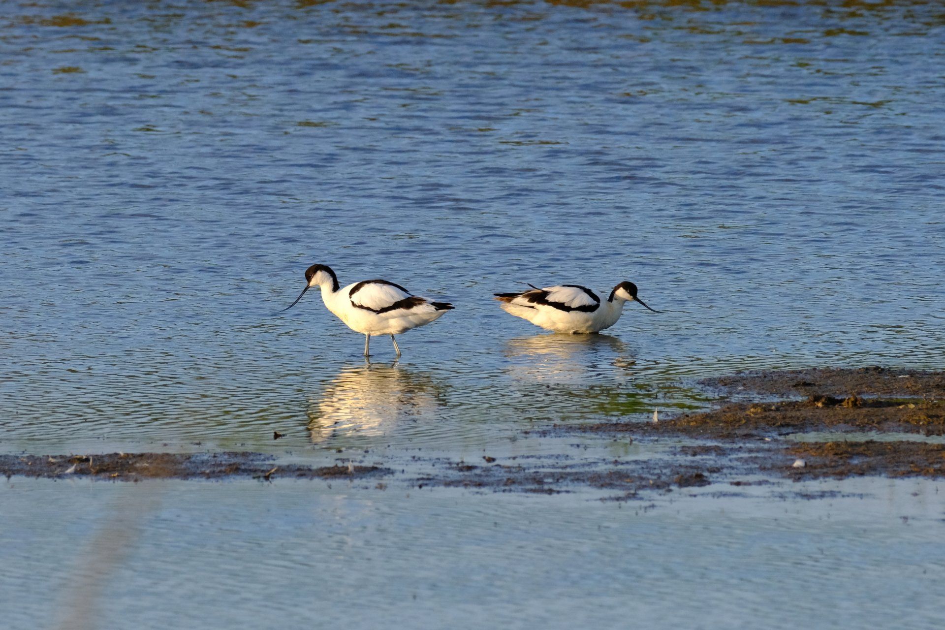 a pair of avocets on the lake