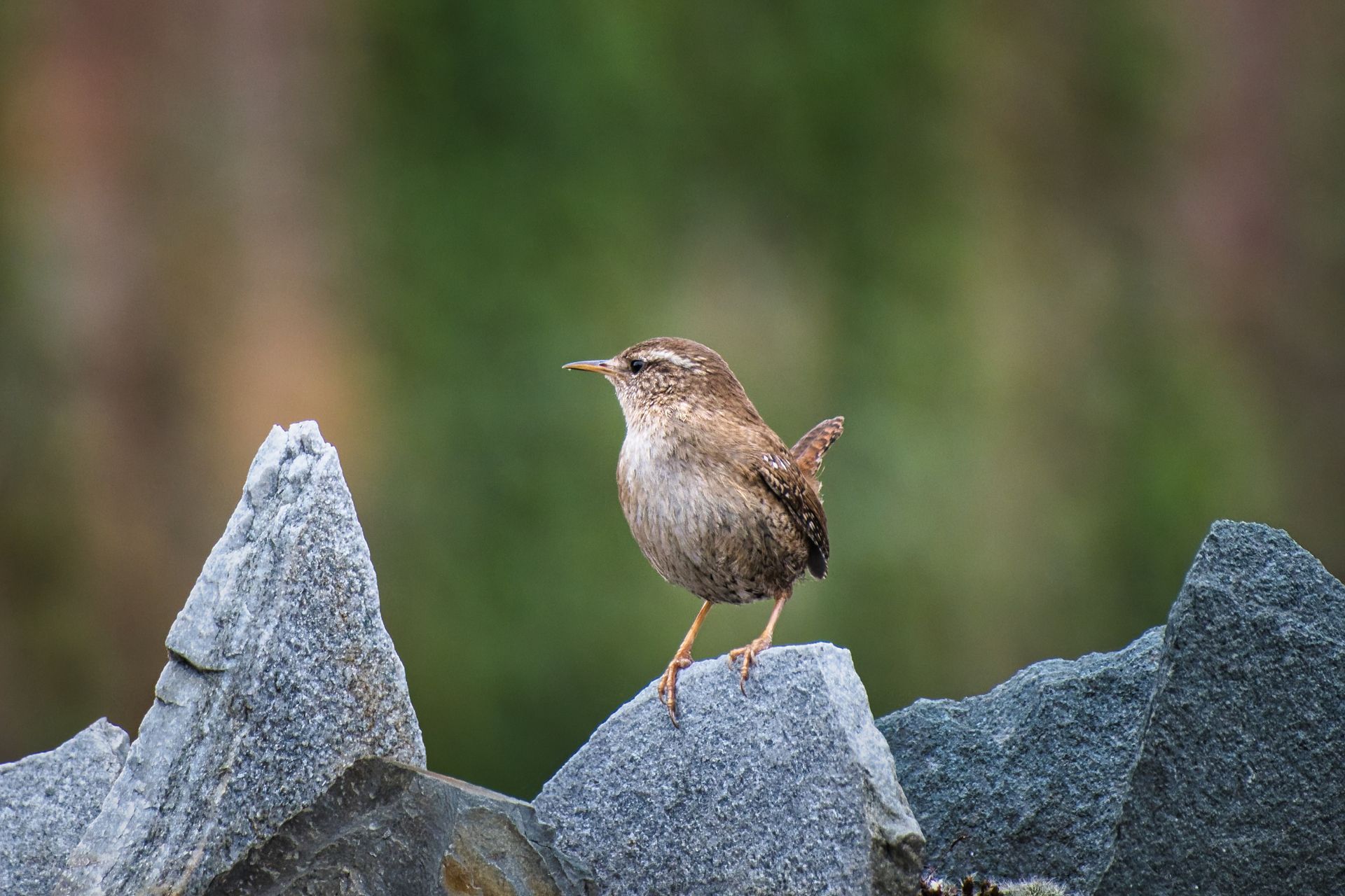 A wren on a wall