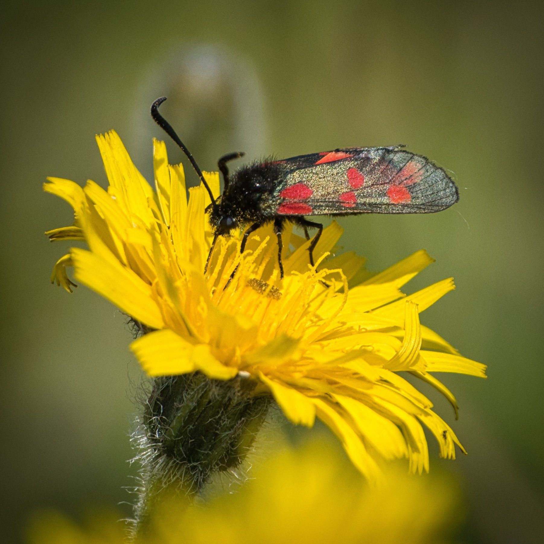 a burnet moth on a yellow flower