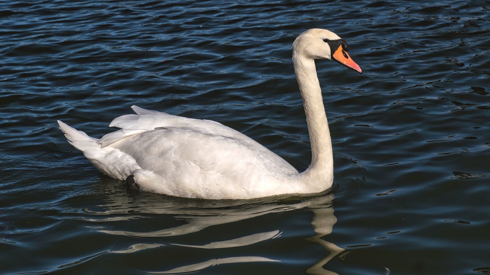 A Swan on the Cleethorpes boating lake