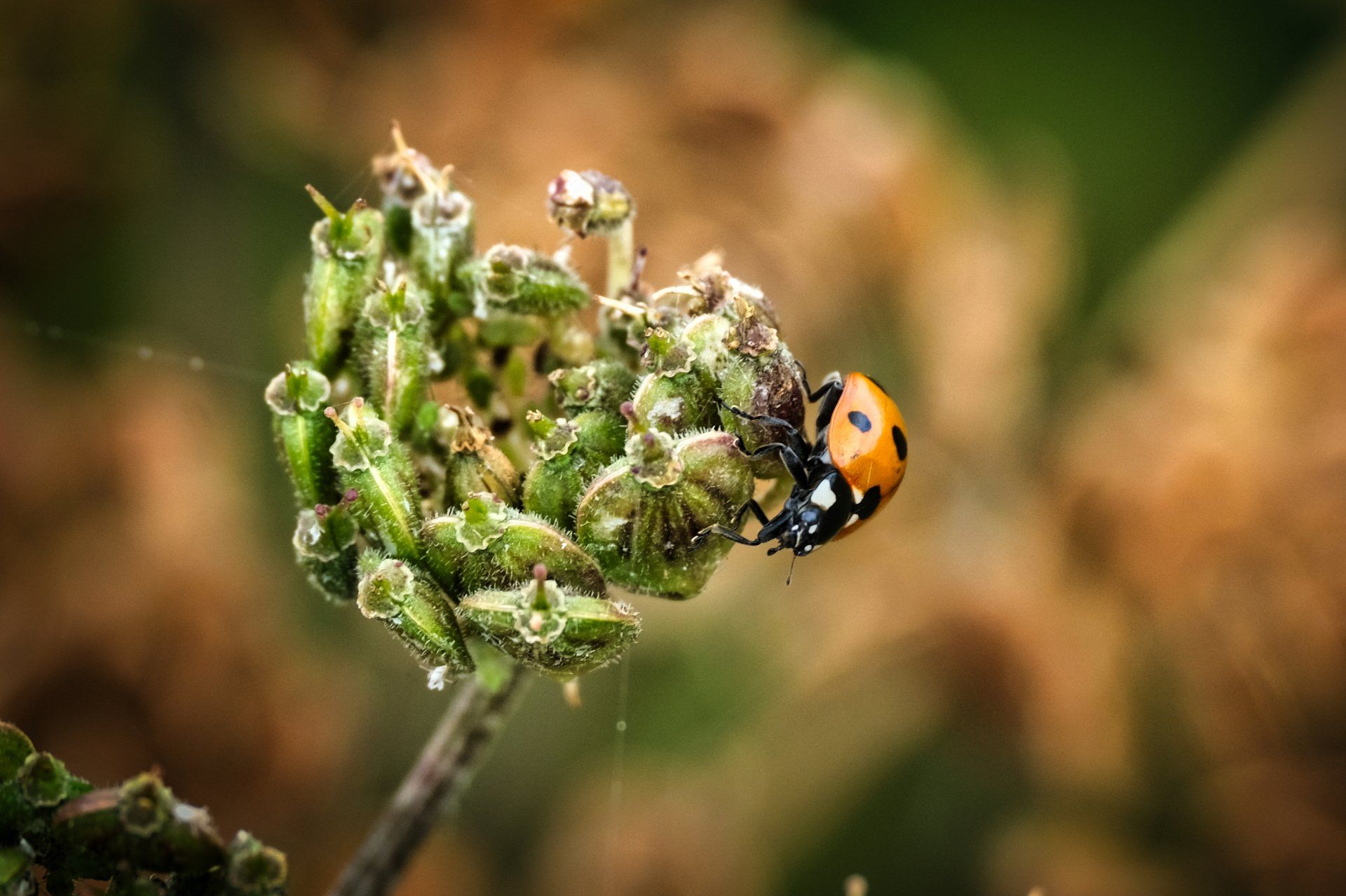 a ladybird on a seed head