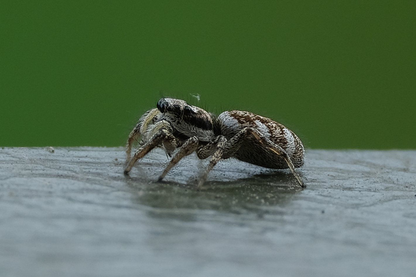 a zebra jumping spider on a window ledge