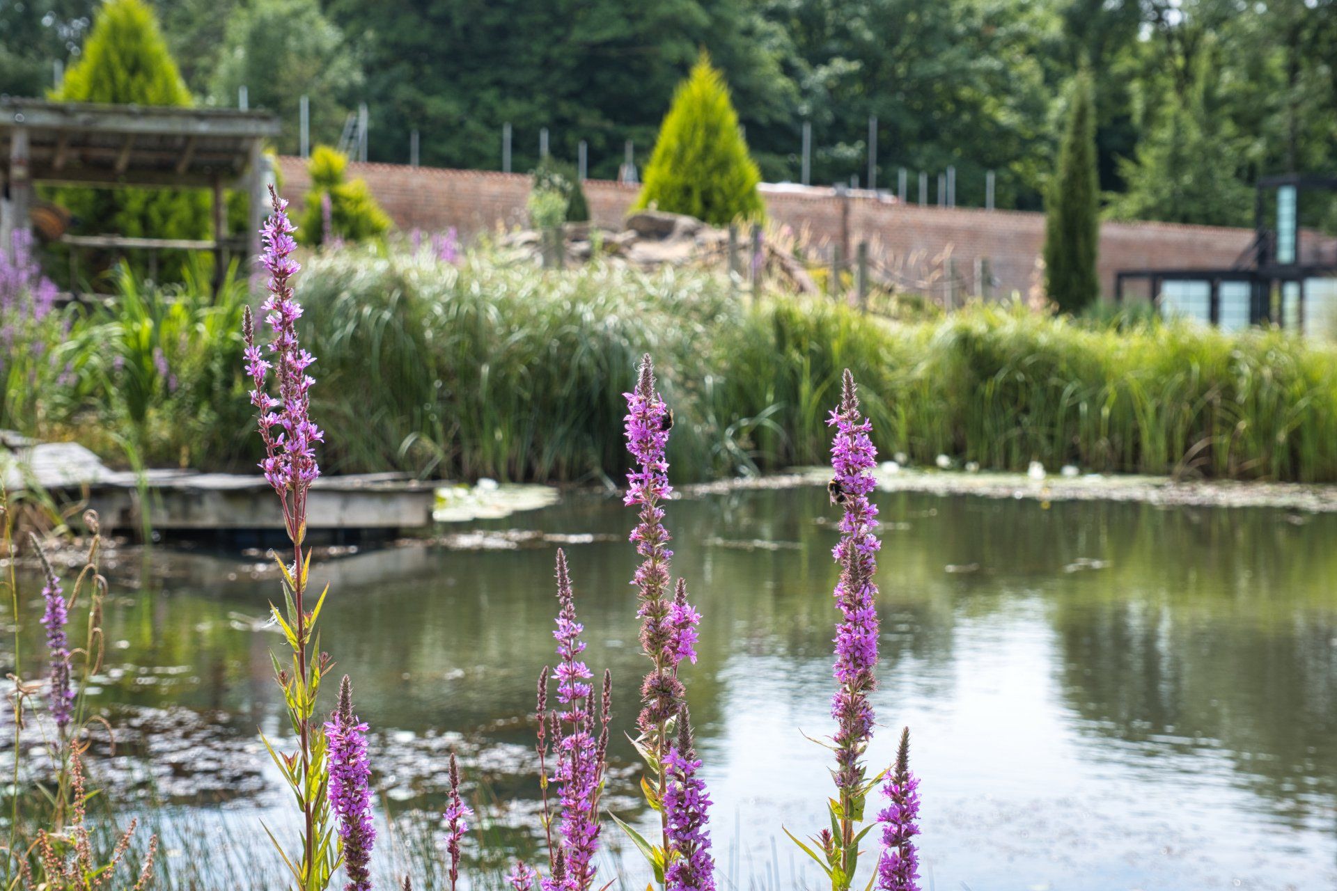 plants by the side of the pond