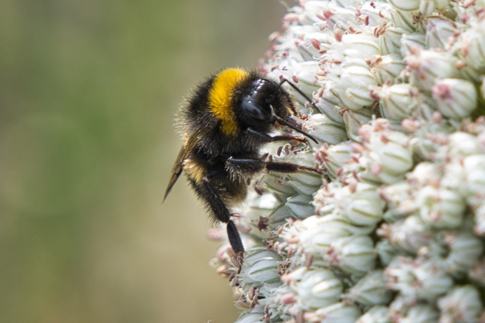 a bee on a flower head