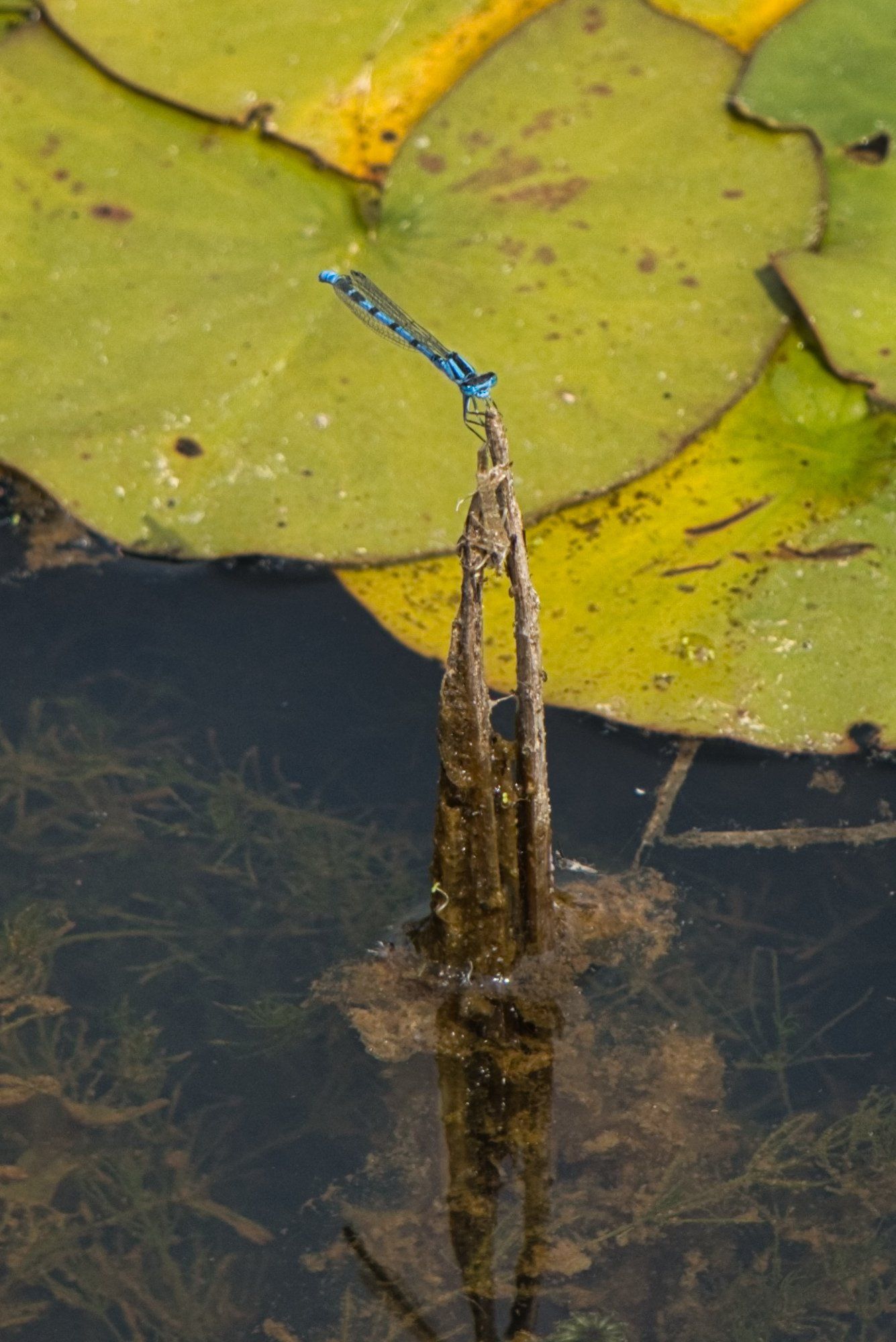 a damselfly at the pond