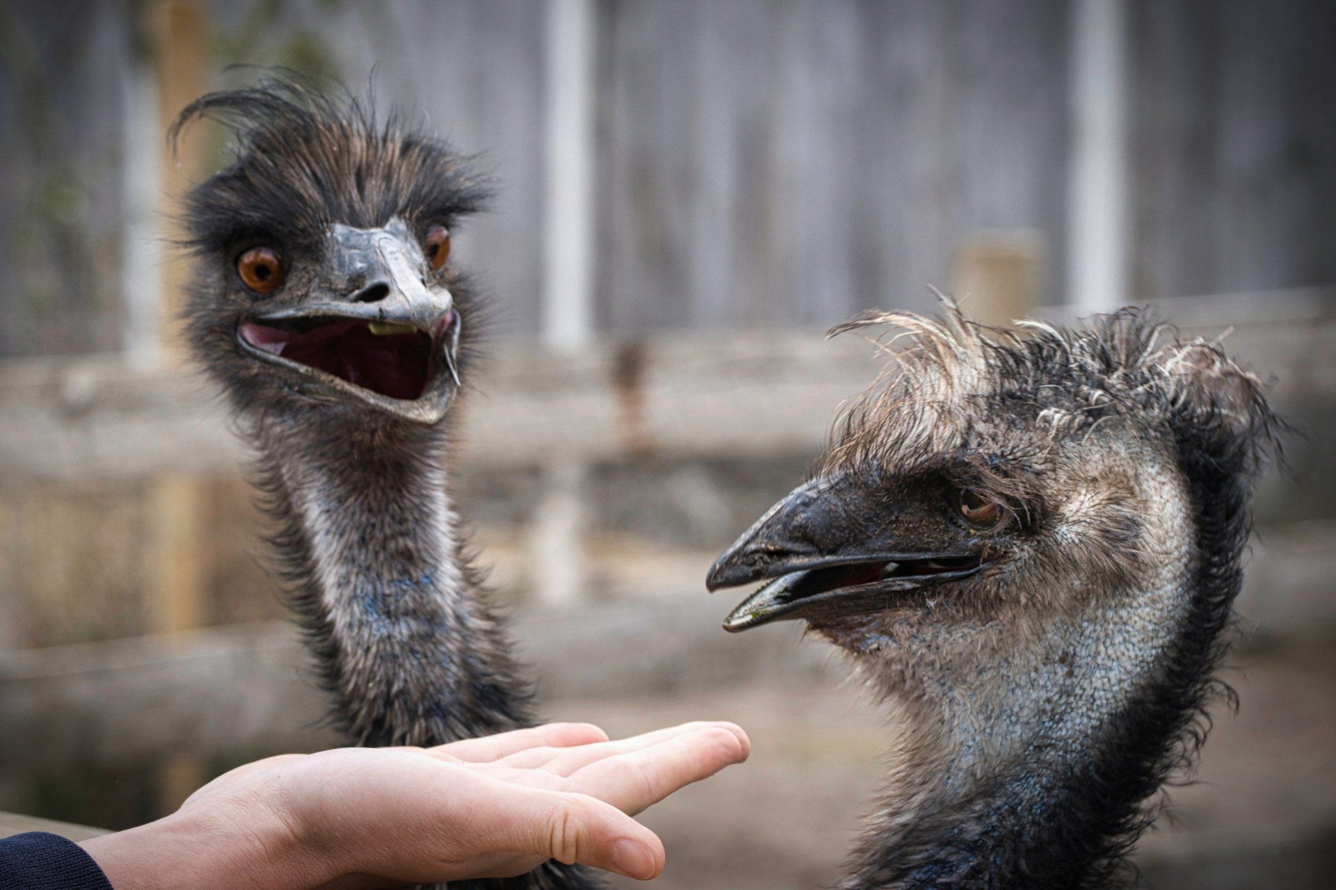 Photo by Derek Smith a pair of emus at a zoo