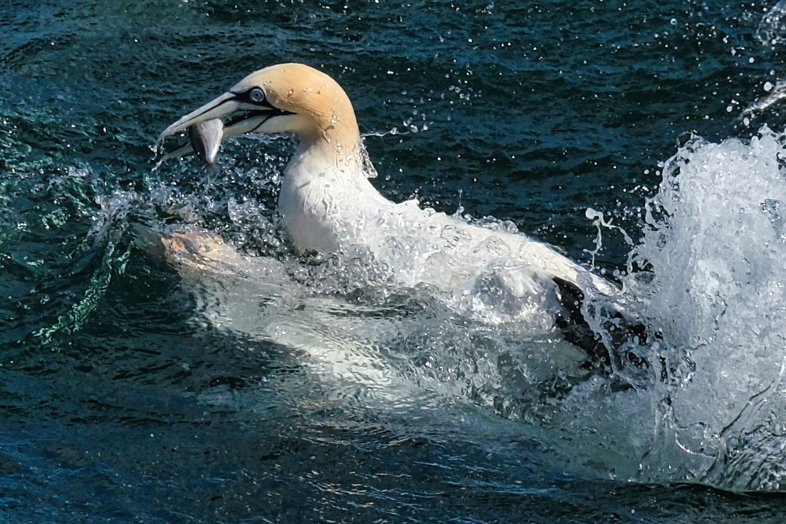 A Gannet rising out of the sea with a fish in it's mouth