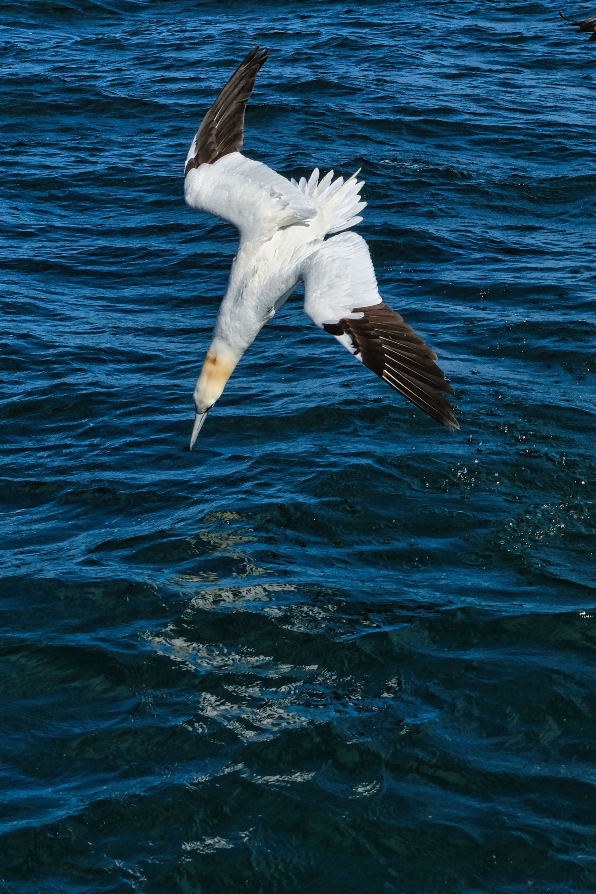 a Gannet diving into the sea
