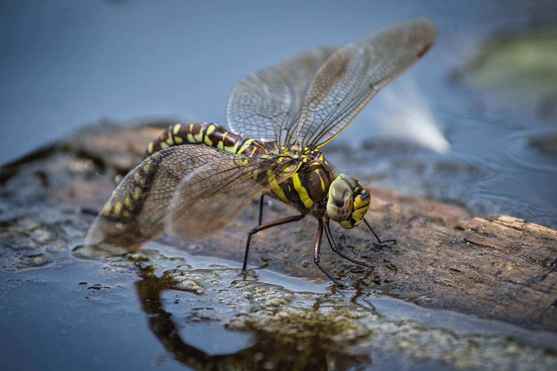 A Hawker Dragonfly egg depositing in a pond