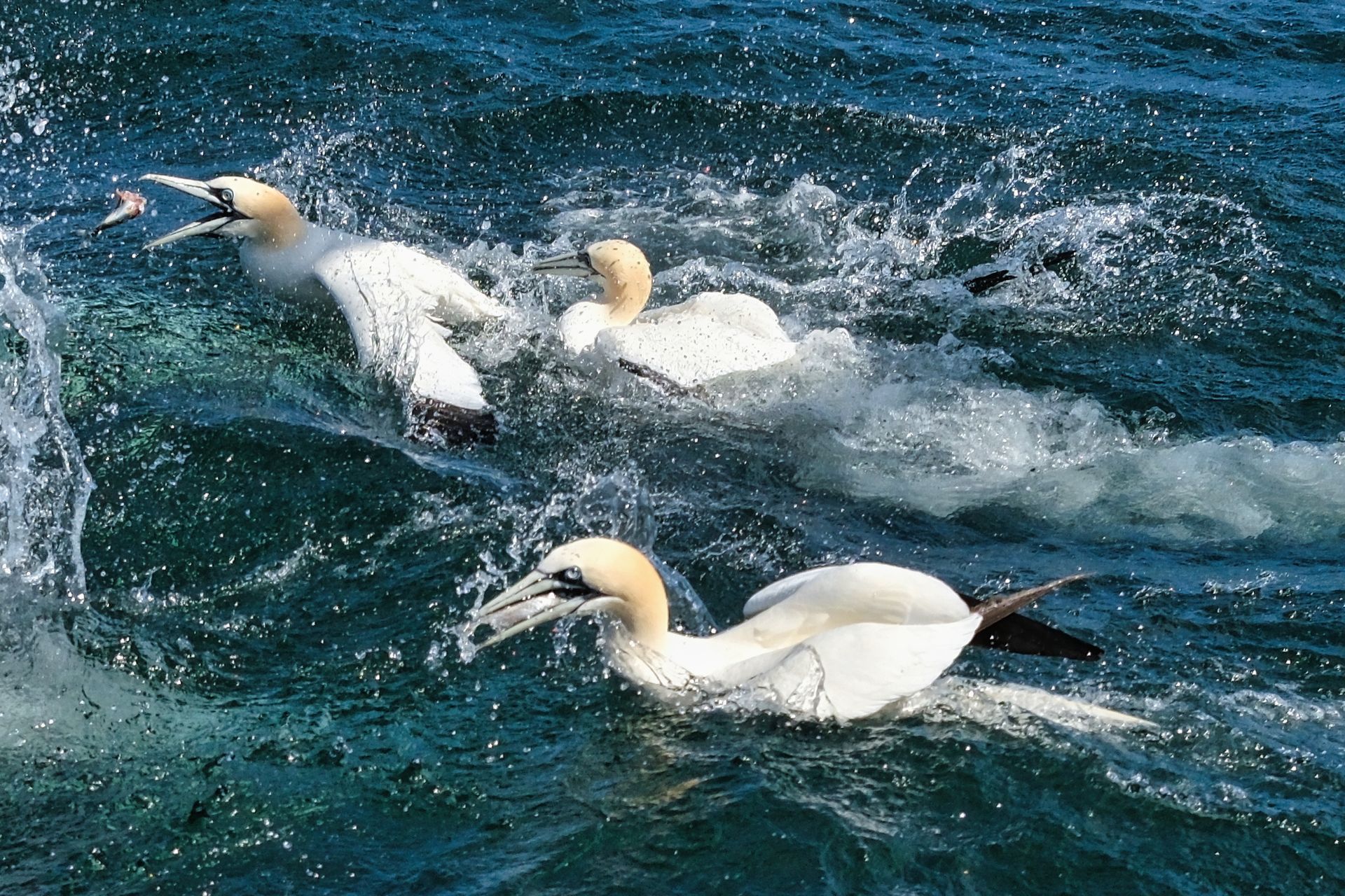 Gannets catching fish at sea
