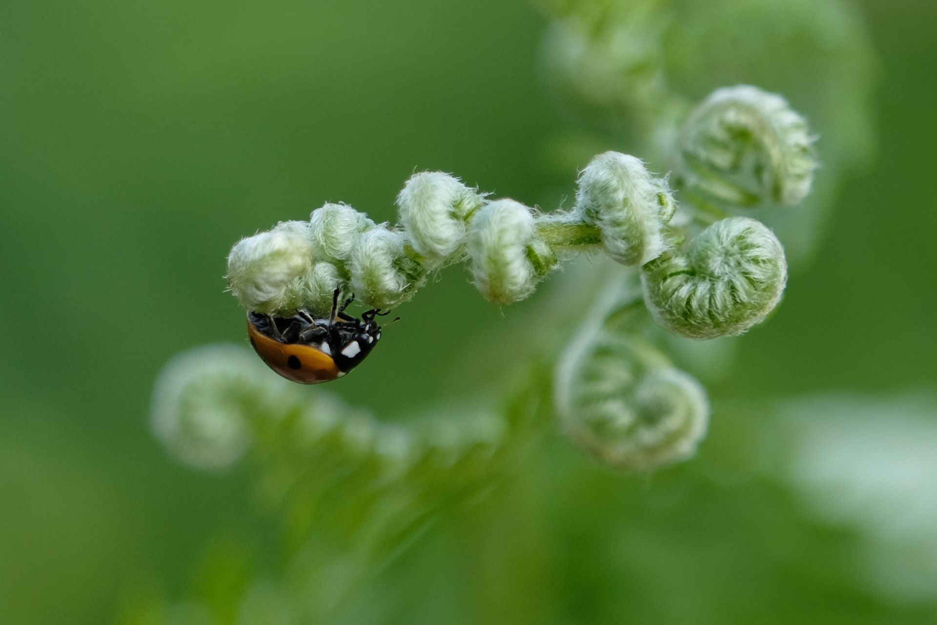 a ladybird on foliage