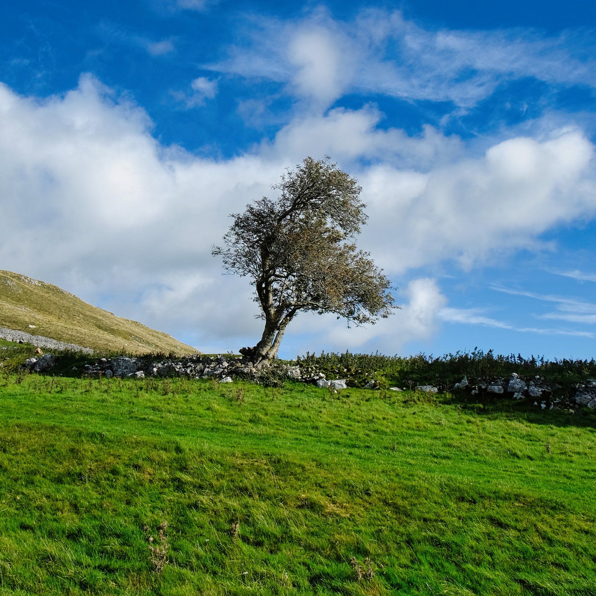 Lone Tree Above Malham by Derek Smith a lone tree in fields above malham