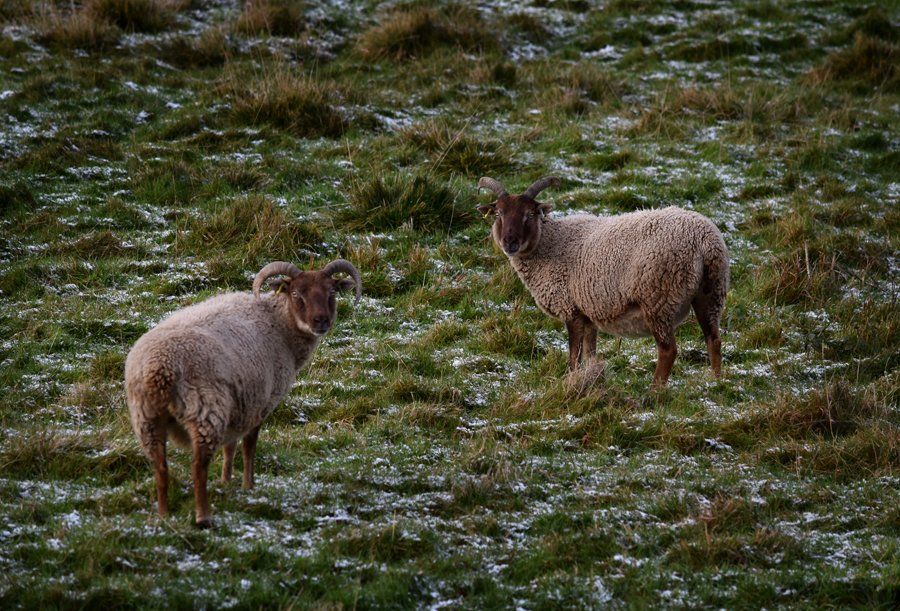 grazing sheep in the snow