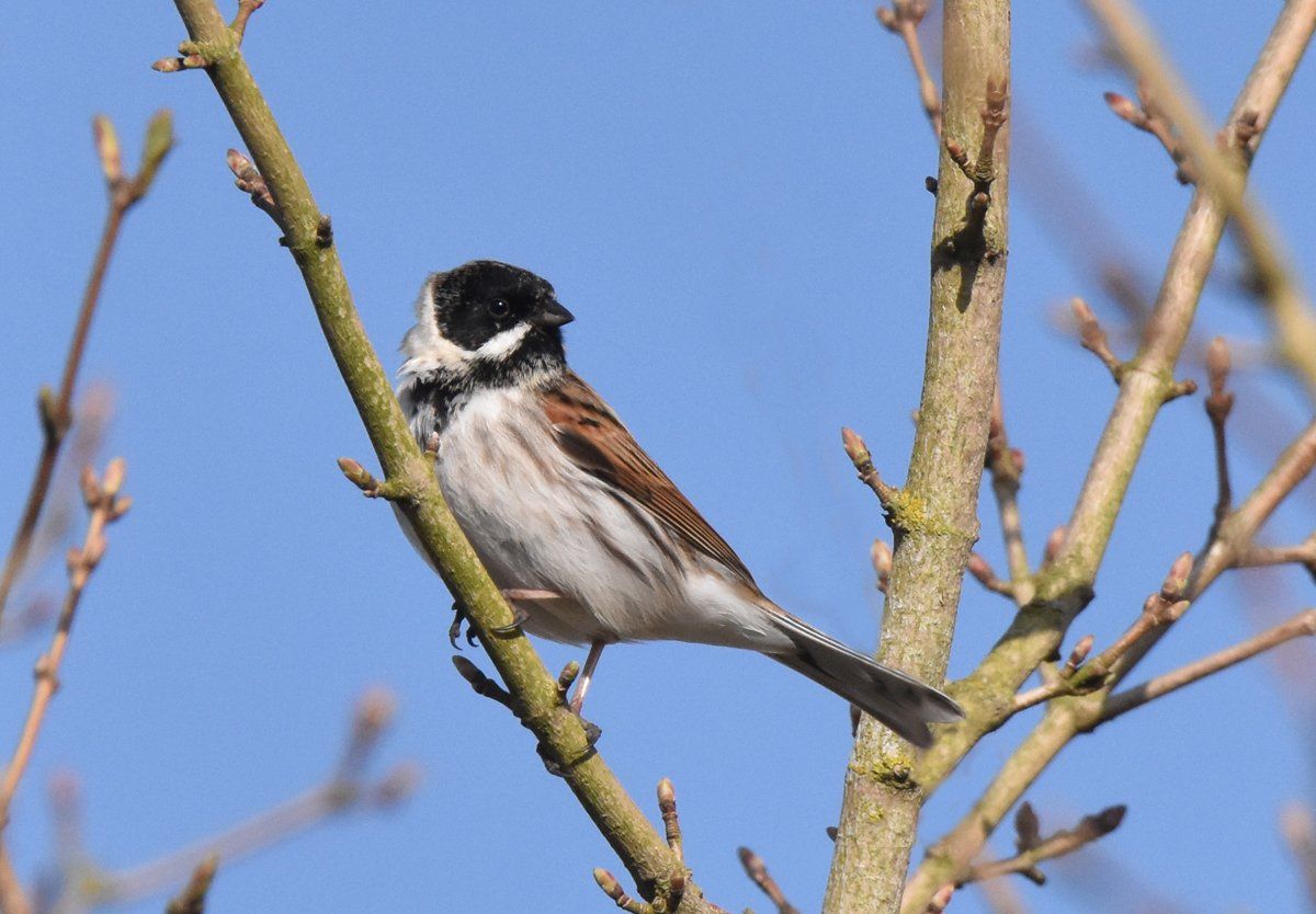 Reed Bunting by Graham Harrison a reed bunting on a twig