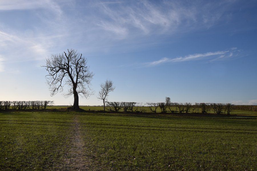 Photo by Graham Harrison hedges bordering a lincolnshire field