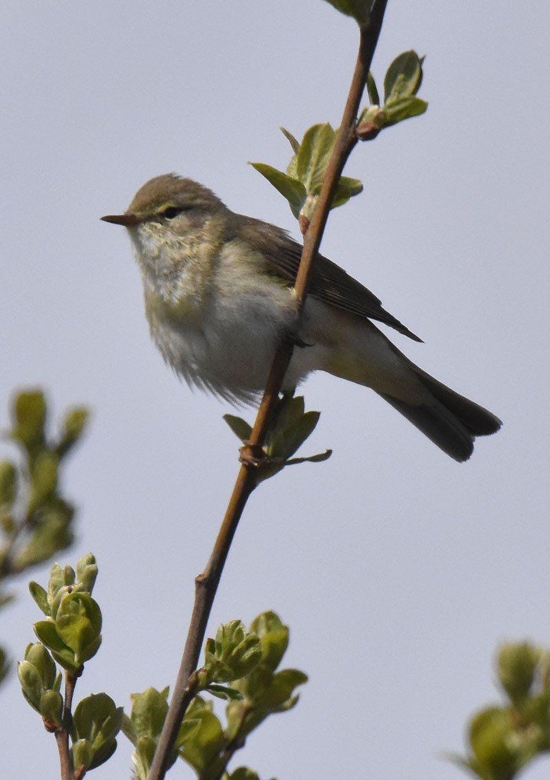 images of birds found in a wildlife reserve