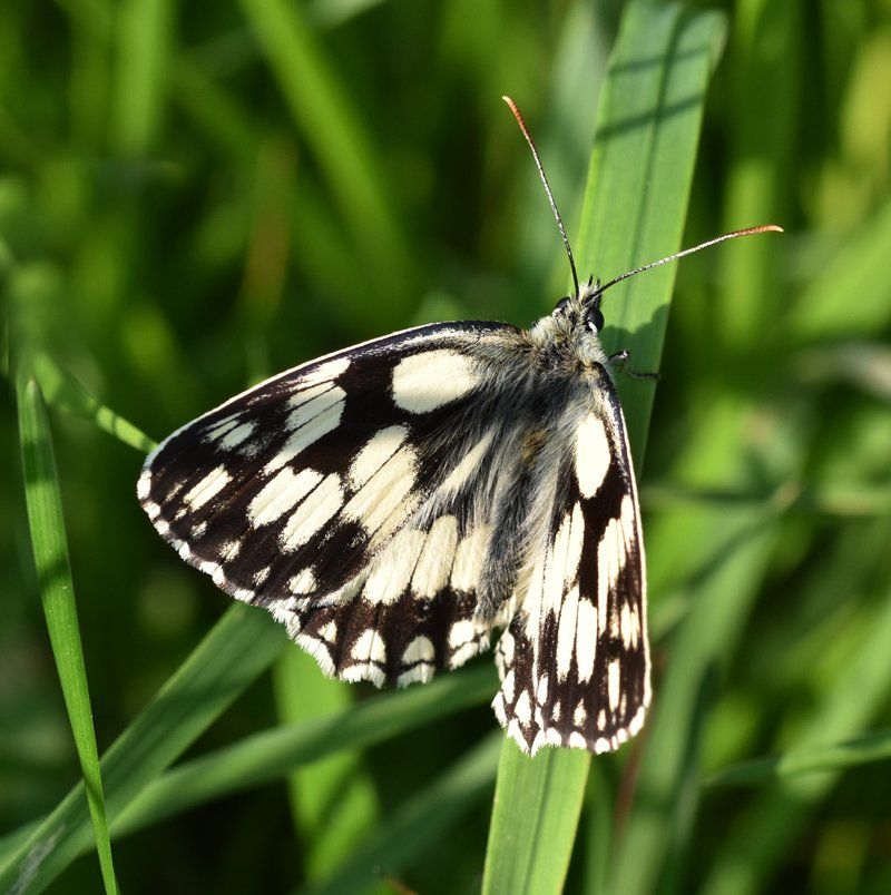 marble white butterfly