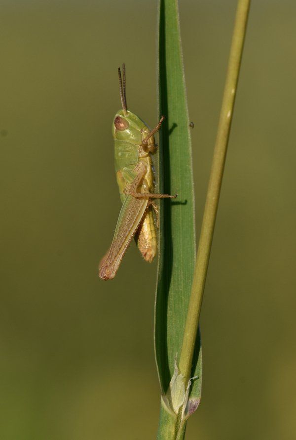 grasshopper on a grass stalk