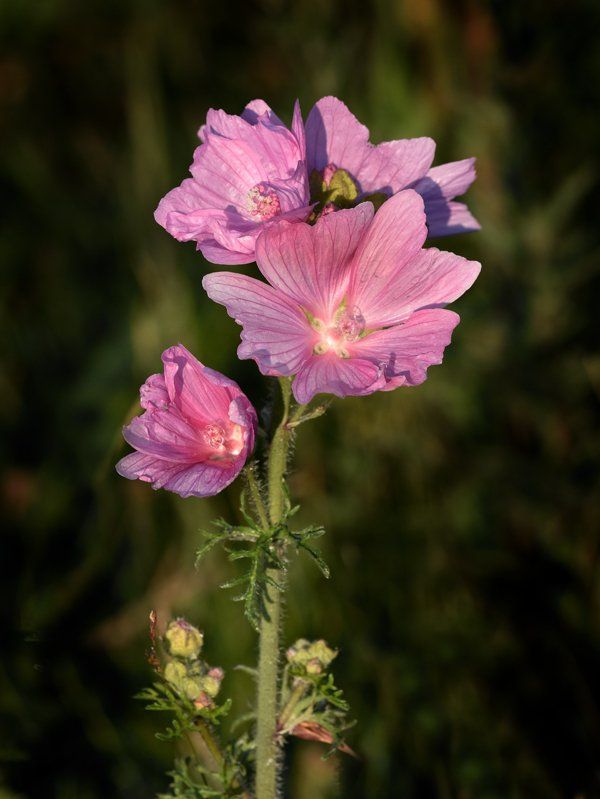 wild flower