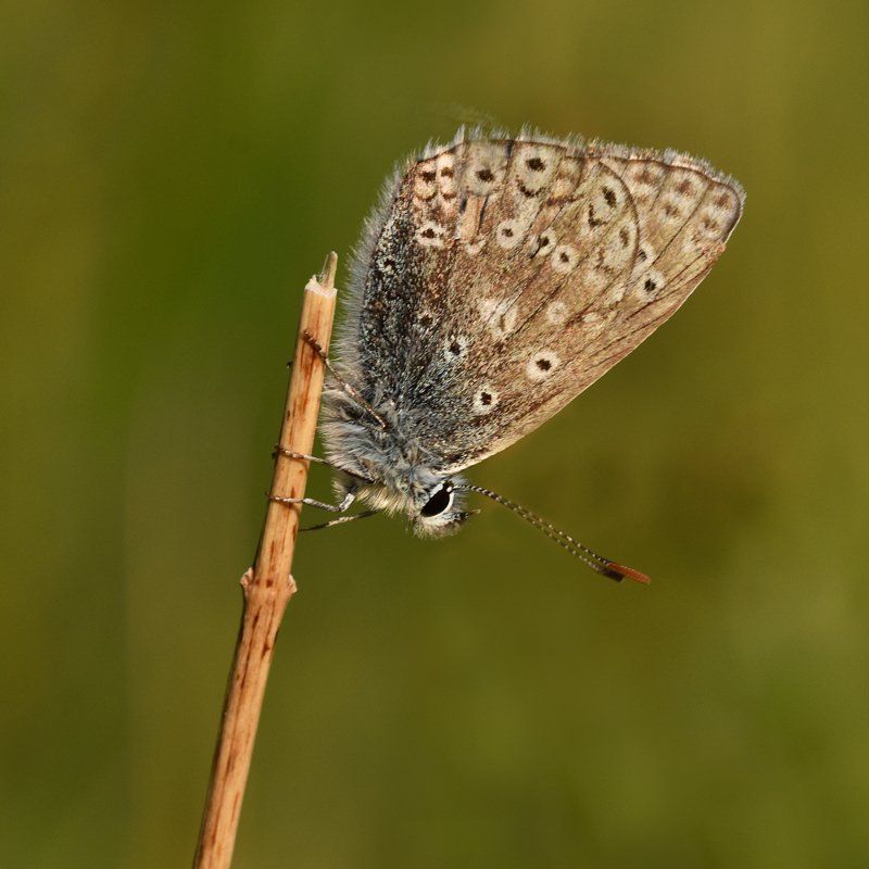 butterfly on a grass stalk