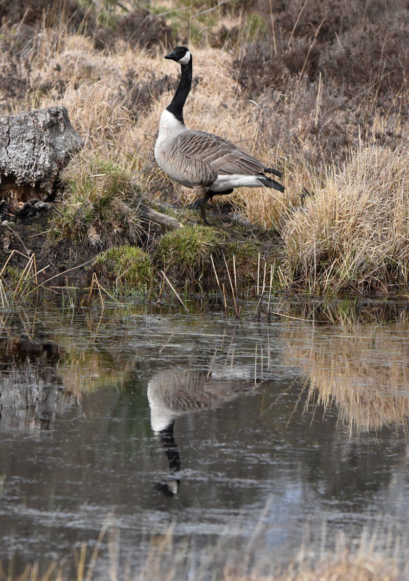 Reflected Goose by Graham Harrison a goose reflected in water