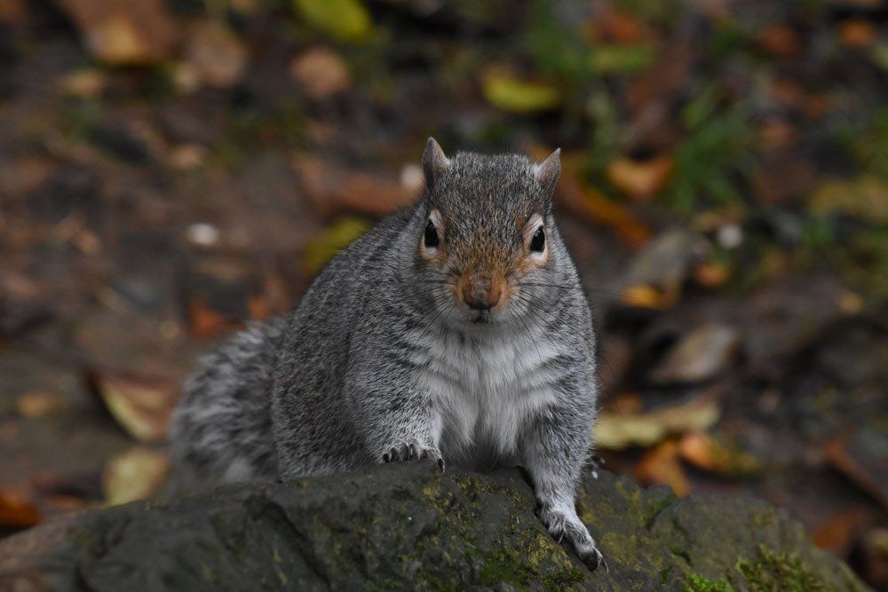 Photo by: Graham Harrison a squirrel in woodland
