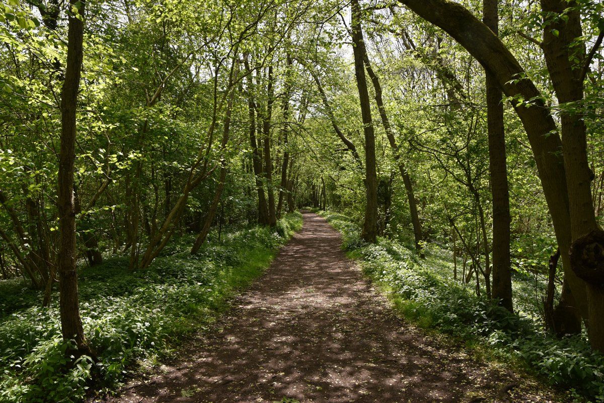 a footpath through the woods