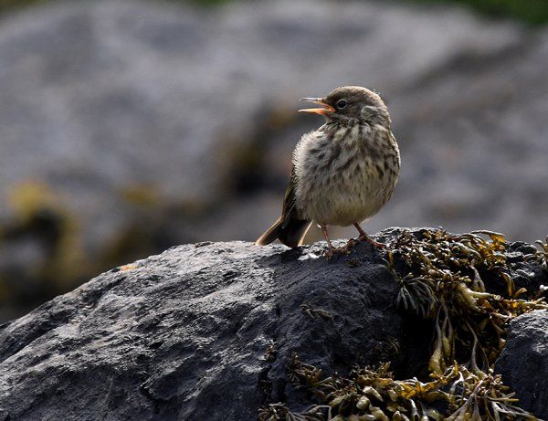 Photo by: Graham Harrison meadow pipit on a rock