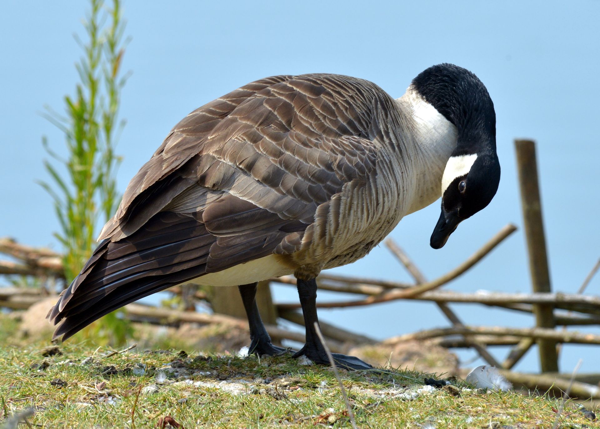 A Canada goose on the nest