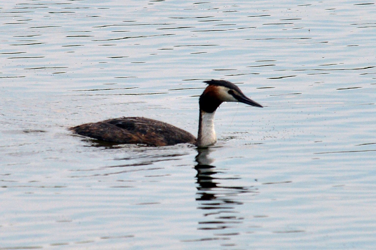 A great crested grebe