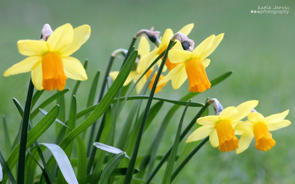 daffodils