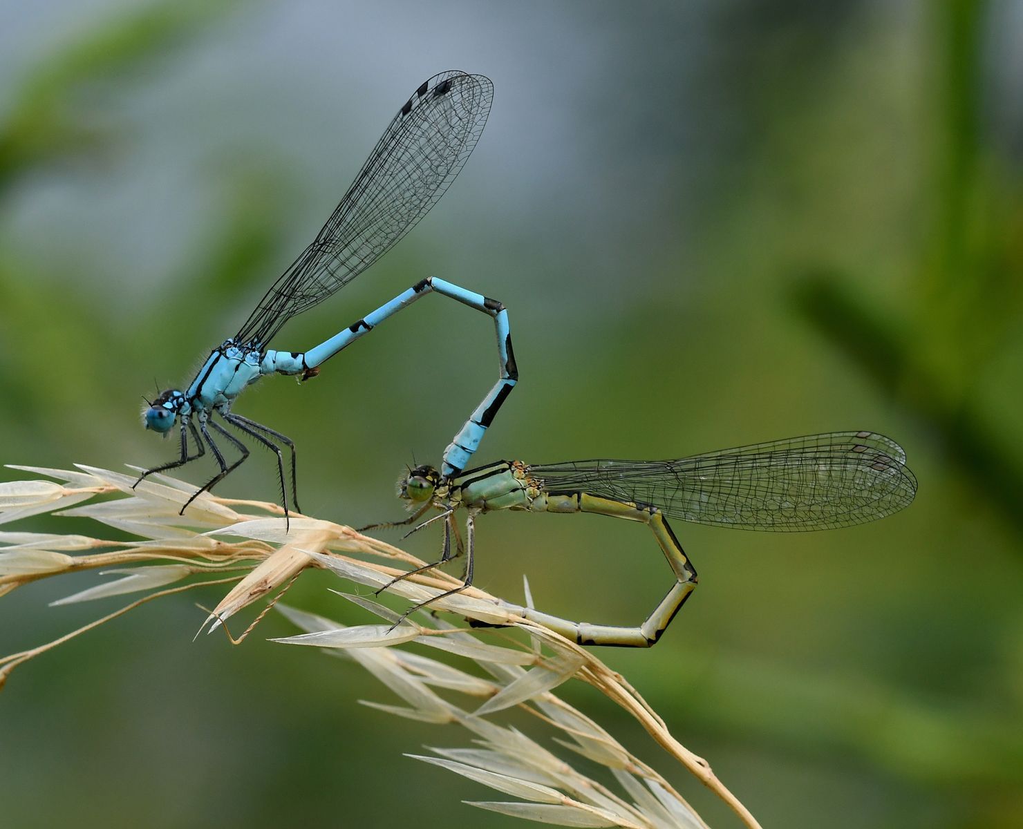 a pair of mating damsel flies