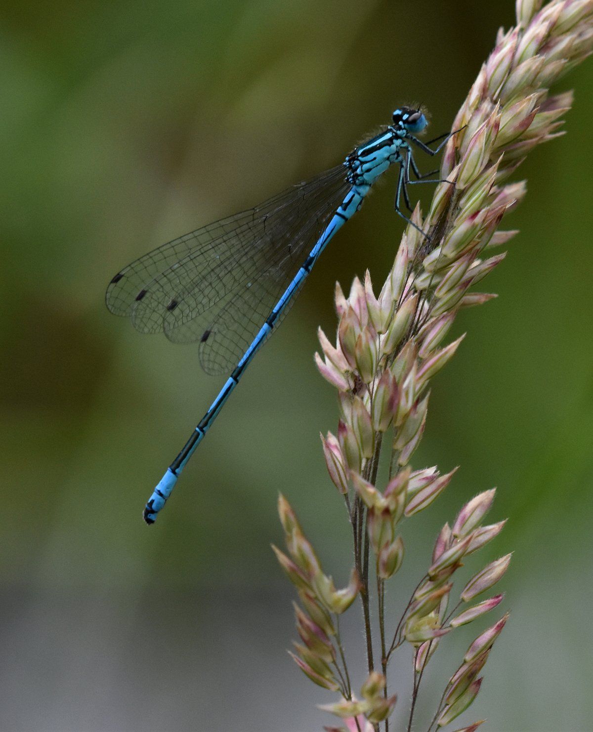 a damselfly on a plant