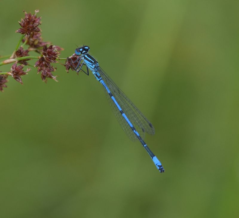 a blue damselfly on a stalk