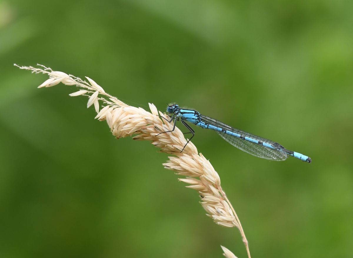A Damselfly on a blade of grass
