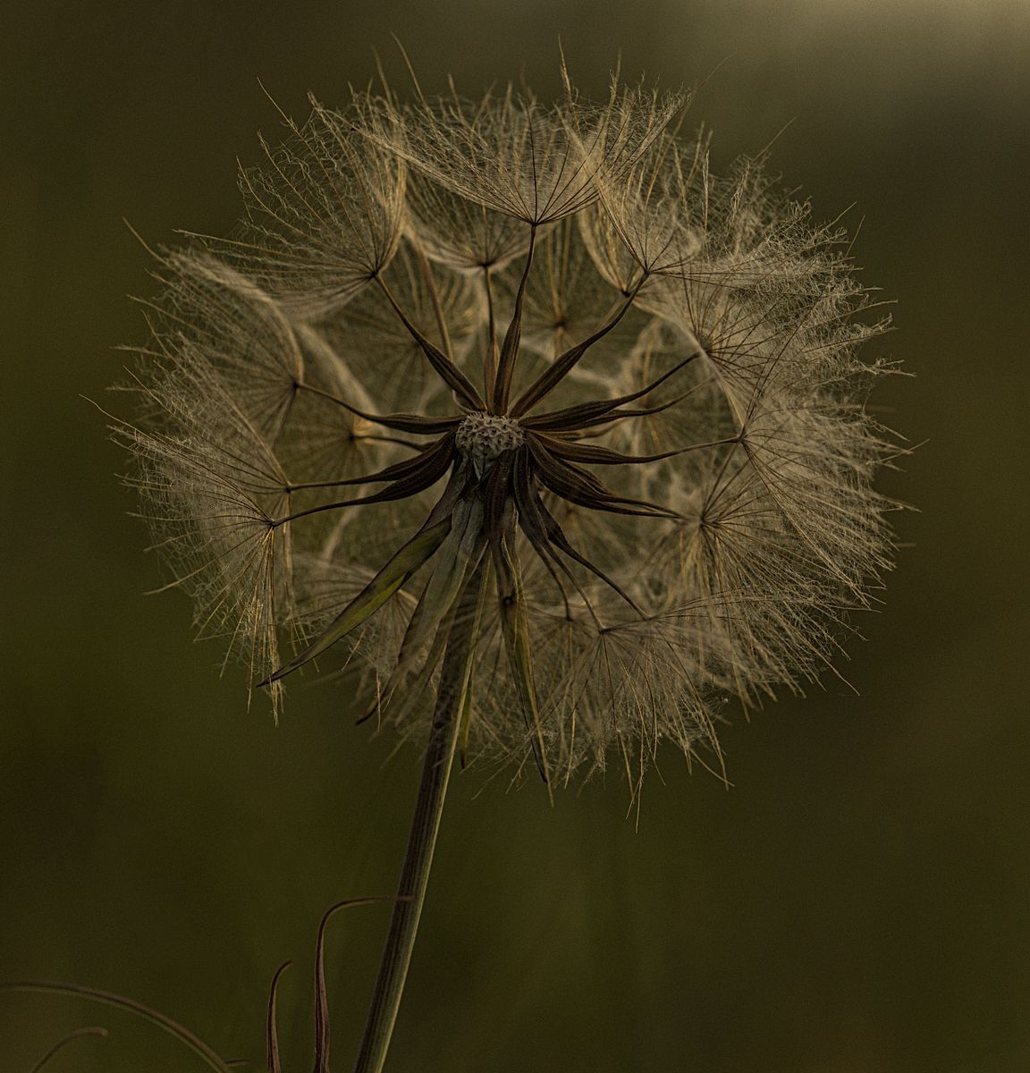 A Goats Beard seed head