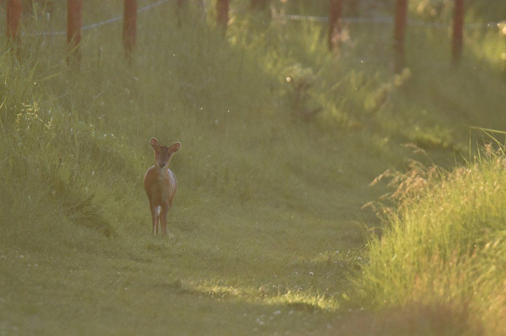 a deer crossing the path at a nature reserve
