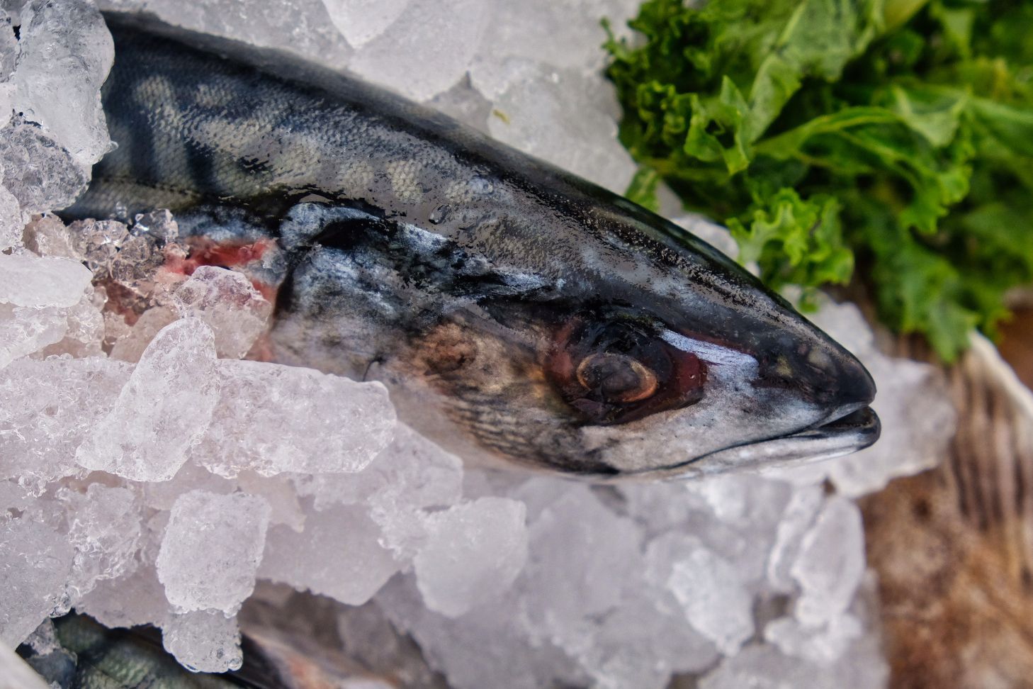 Fish on Ice