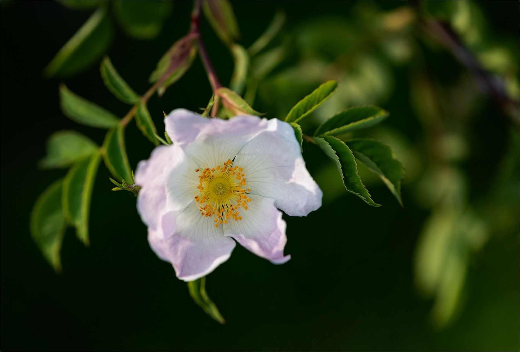 A a dog rose in a hedgerow