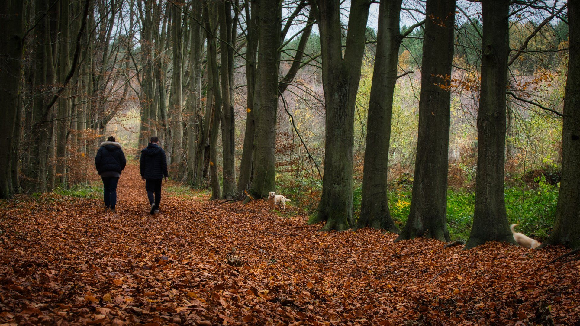 Dog Walking, by Derek Smith a couple walking dogs through a woodland scene