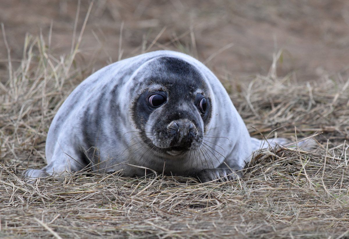 seal pups at donna nook on the lincolnshire coast