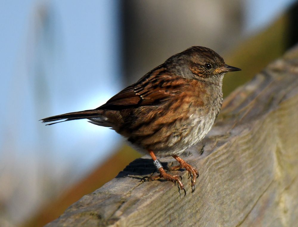 A Dunnock by Graham Harrison A Dunnock bird on a fence rail