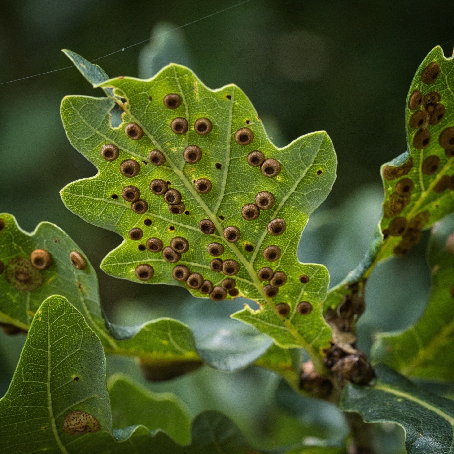 Photo by: Derek Smith eggs on the underside of an oak tree leaf