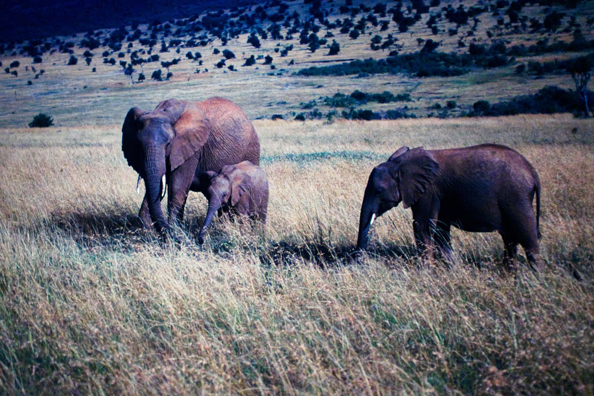 A group of elephants in Africa