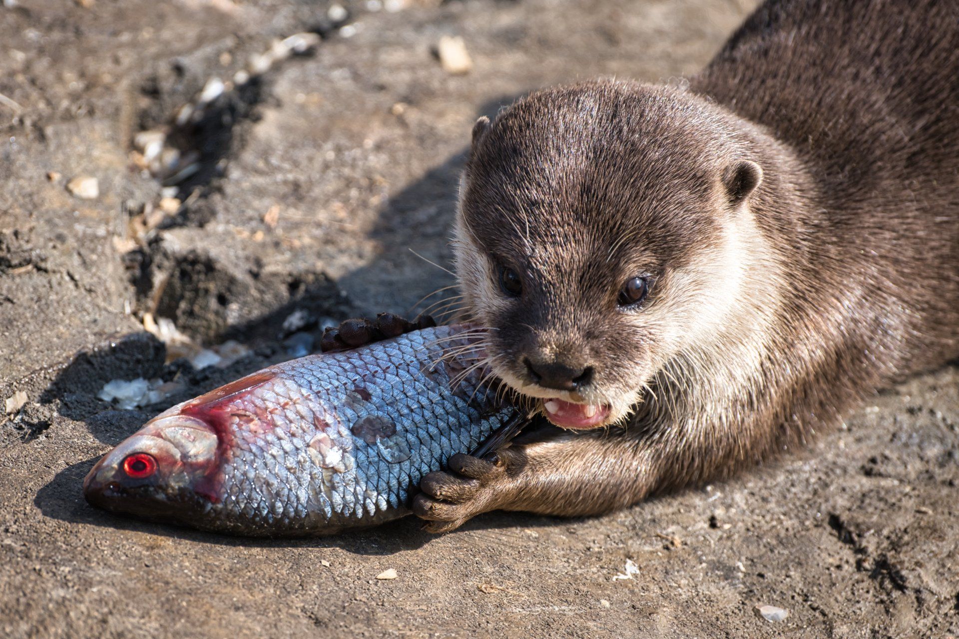 an otter with a fish for dinner