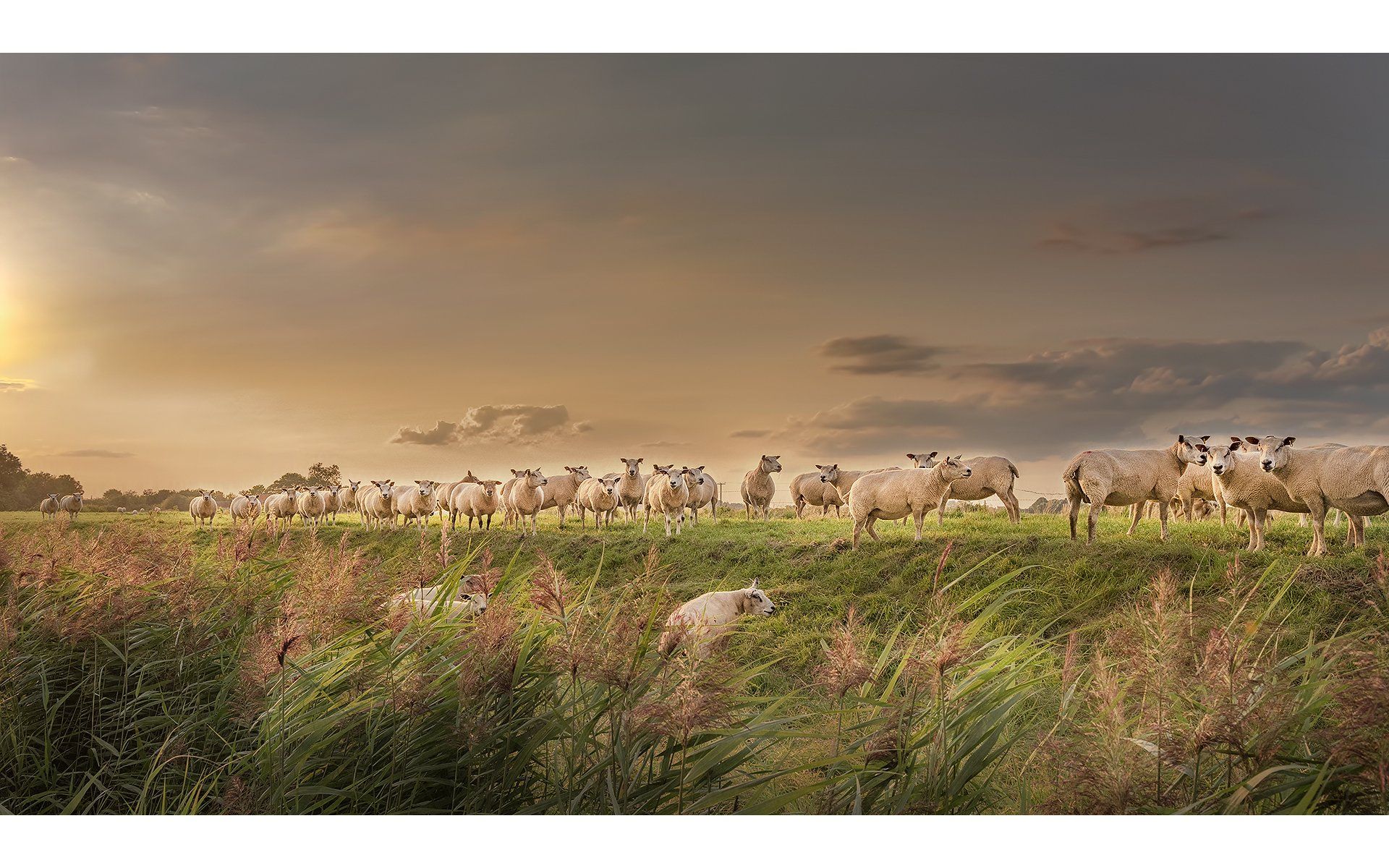Lambscape by Dave Turner a field of sheep at sunset