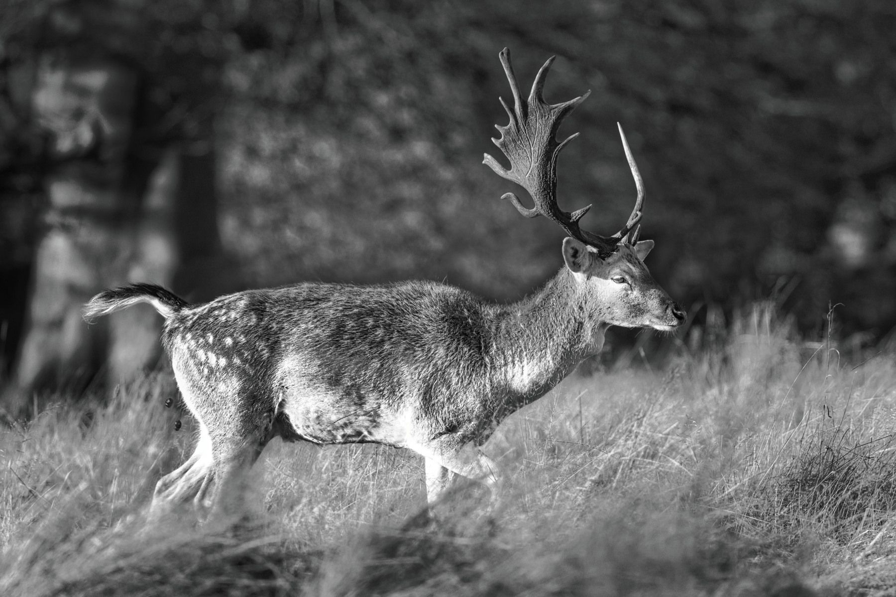 A monochrome view of a Fallow Deer