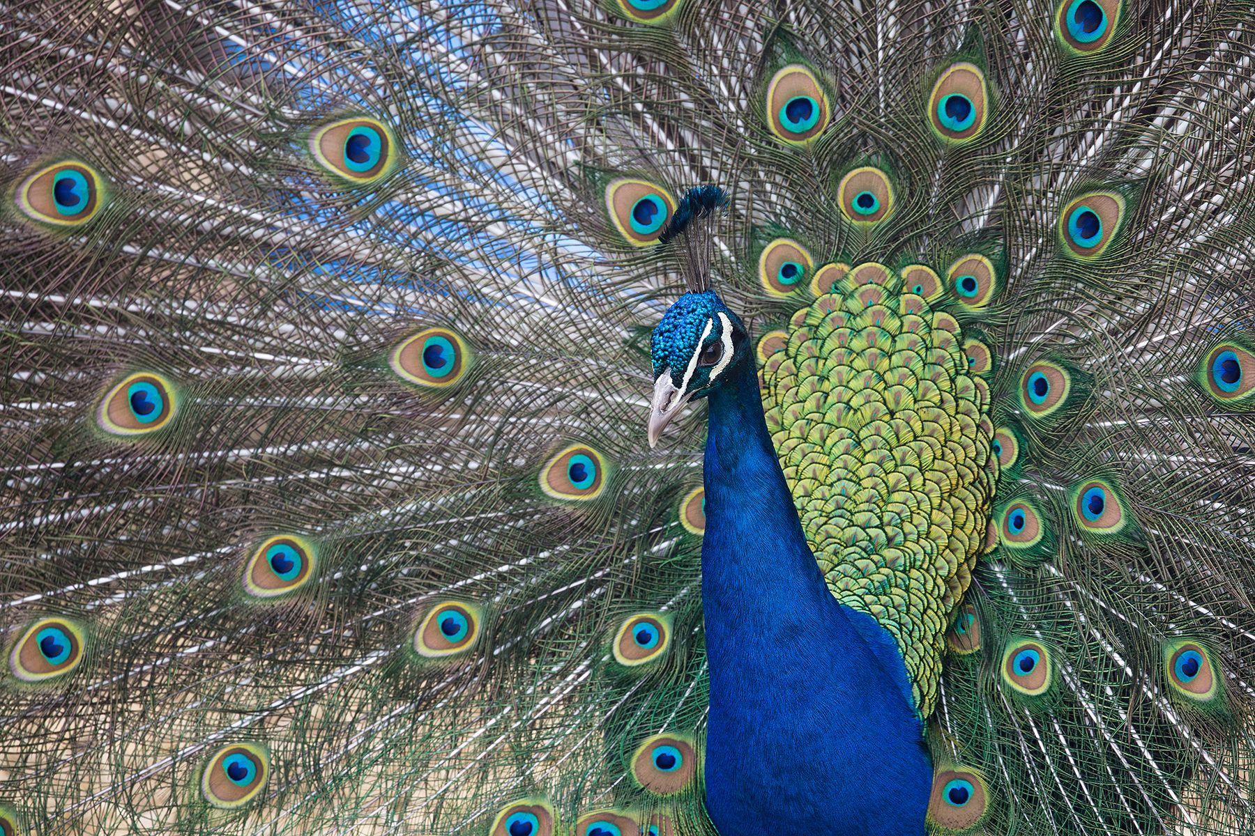 a resplendent peacock show