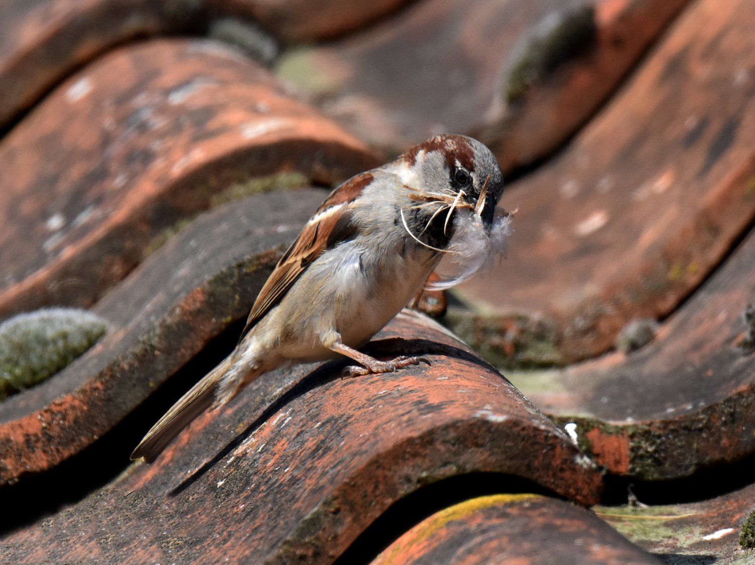 house sparrow